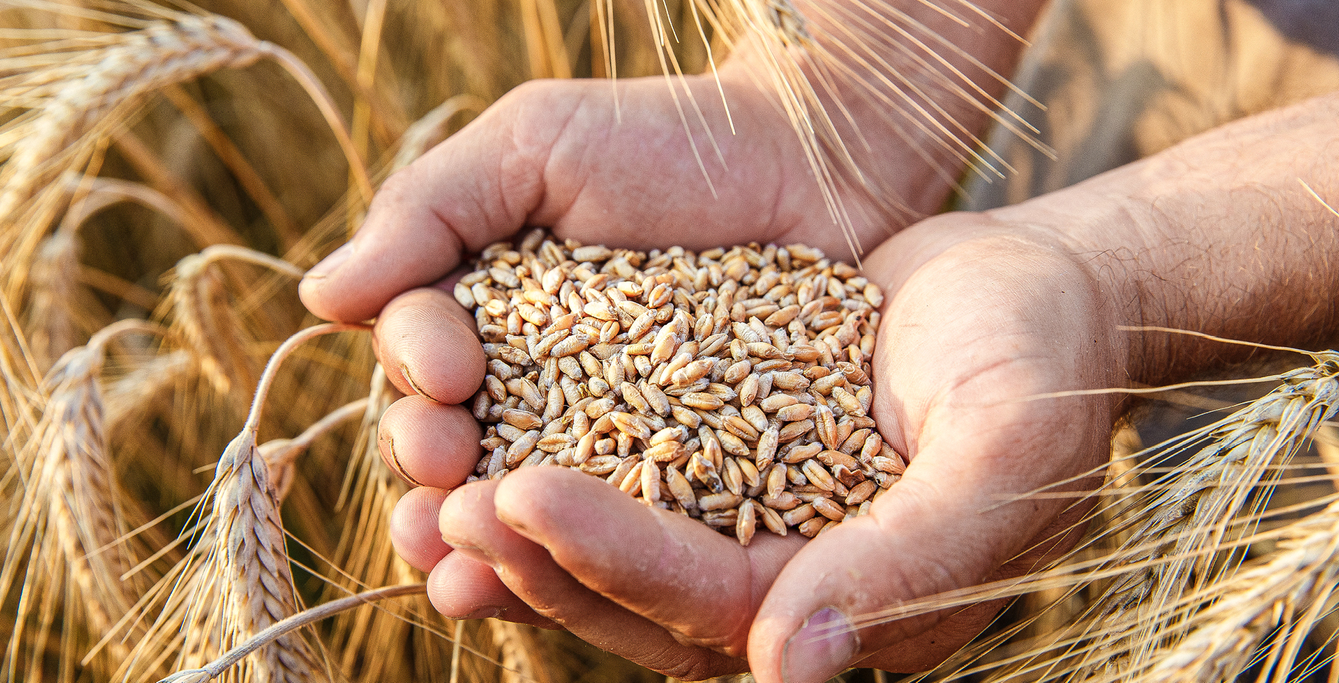 Zwei Hände sind gefüllt mit goldgelben Getreidekörnern. Am Rand befinden sich Ähren auf einem Getreidefeld.