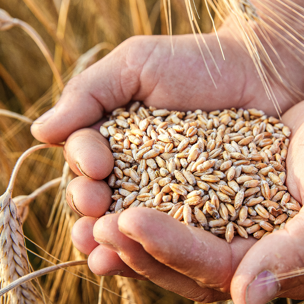 Zwei Hände sind gefüllt mit goldgelben Getreidekörnern. Am Rand befinden sich Ähren auf einem Getreidefeld.
